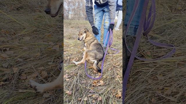 Чаплин.Танец одиночества