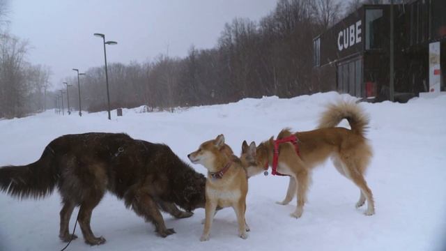 Лекция 3 Уши, хвост и трудности перевода
