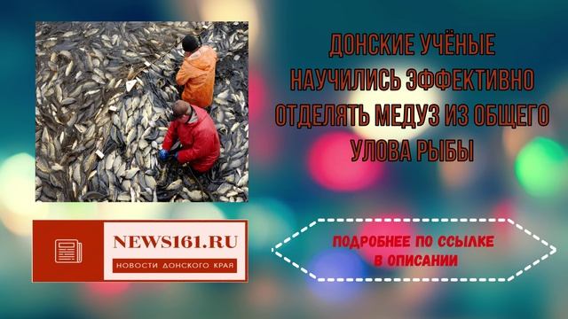 Донские учёные научились эффективно отделять медуз из общего улова рыбы