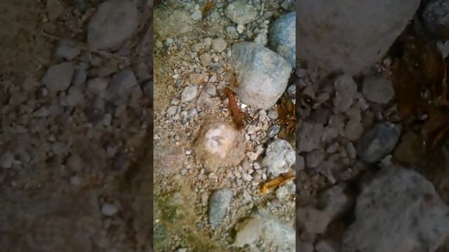 Hormigas vs gusano