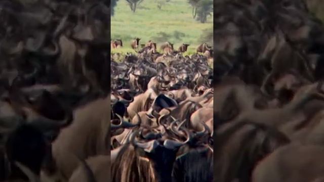 One of The great Wildebeest Migration on the earth:from Serengeti to Maasai Mara.