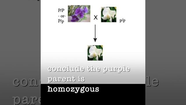 Mendel Jigsaw 1 & 1
