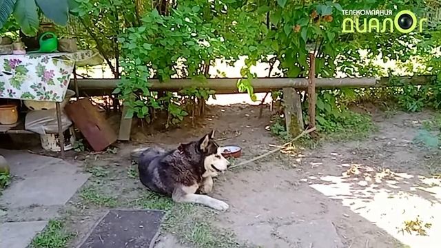 Моя любимая собака Нэнси (Собачья жизнь)