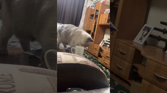 Вот для чего нужны лапки 🥰