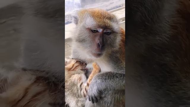 Обезьяна и котёнок