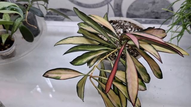 Большой обзор комнатных растений 🌹🪴 1 часть