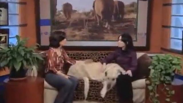 NECN: The Secret Lives Of Animals - IFAW Seeks To Protect Threatened Elephants