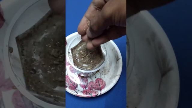 How to germinate Butterfly pea/aparajita seeds