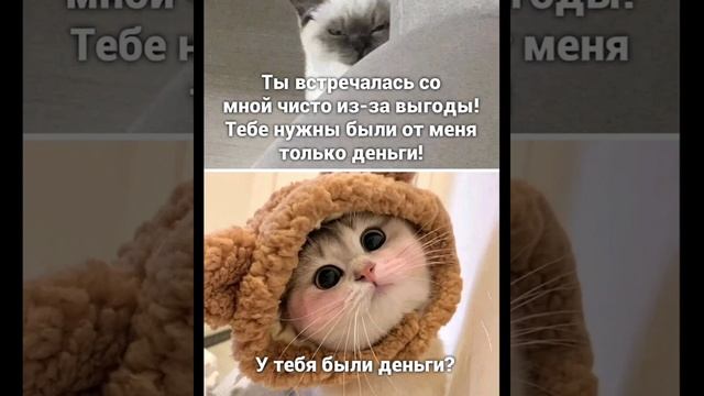 для тела и души перед работой еш белишы ! смотри смешные картинки мемы котики приколы с озвучкой 🤣