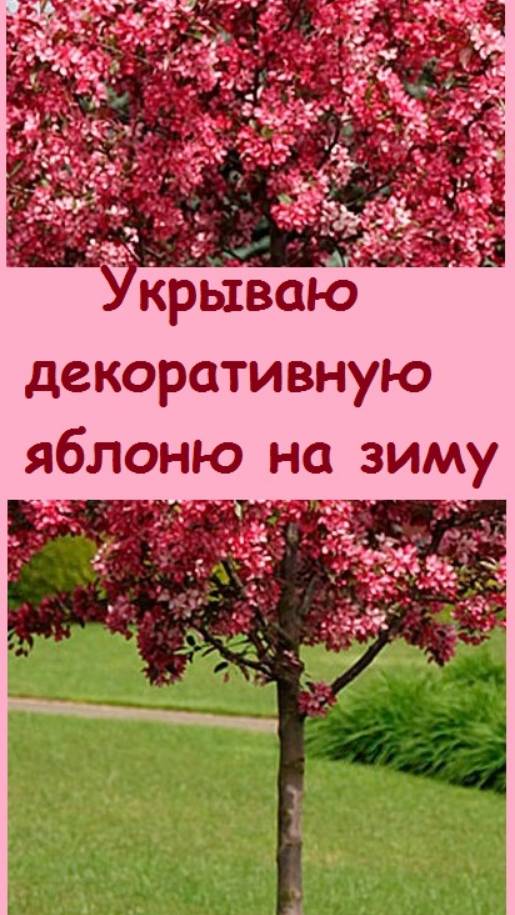 Декоративная яблоня из Крымского питомника - как она растет на Урале и как ее укрываю на зиму
