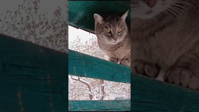 Кошка прячется от снега