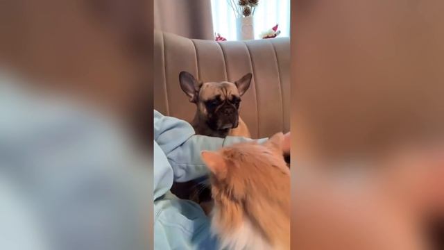 Смешные видео с питомцами
(Ржу целый час)