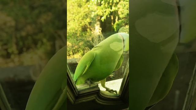 #birds #passaros #avis