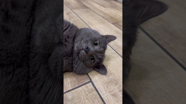 Котенок