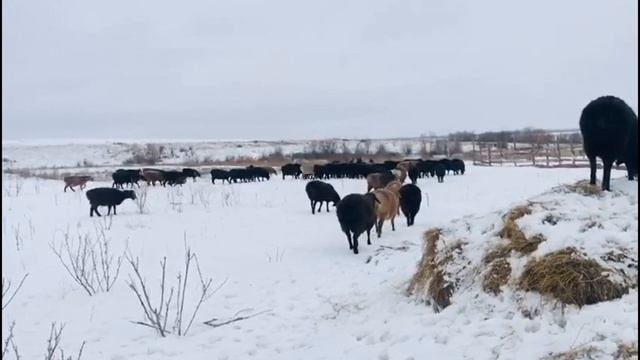 Зимняя прогулка овец и пополнение на ферме!!!!