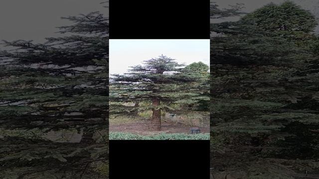 Понижение большой ели