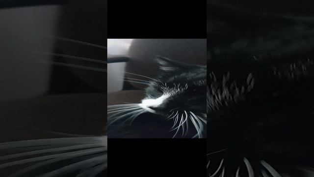 1000000337.mp4