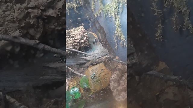 Snakes and Frogs, the food chain is real life. #snakes #frogs #foodchain #nature #life #world #zoo