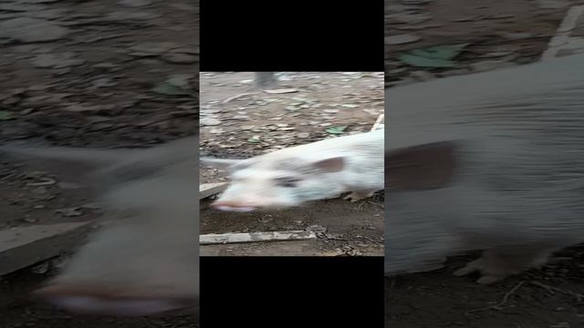 спасённый поросёнок