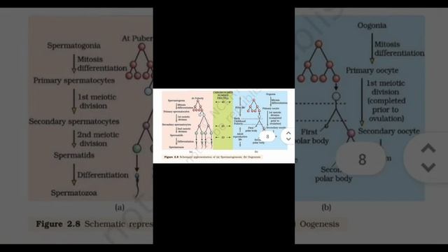 Human Reproduction Diagram Collection