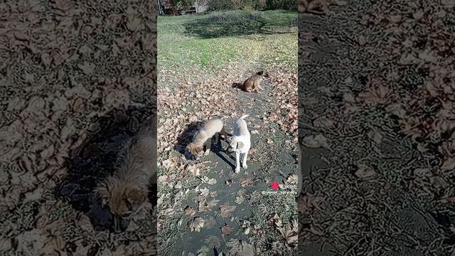 1000046321.mp4