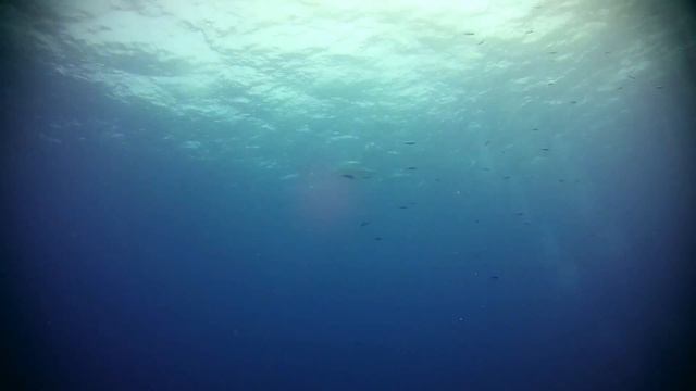 diving with Dolphins in Hurghada  Egypt - الغطس مع الدلافين فى الغردقه -moon light sonata Beethoven