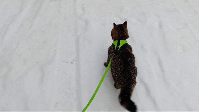 13.11.2024 Котик на шлейке #Shorts