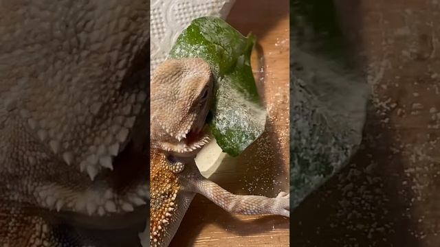 Первый шпинат Булки