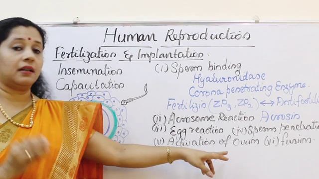 Human Reproduction : Part6 : Fertilization and Implantation