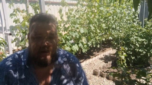 как помочь винограду хорошо опылиться ?