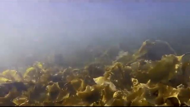 Друзья, посмотрите этот ролик,прямо за душу берёт! Музыкальное сопровождение --гимн ВЕРТЕРА