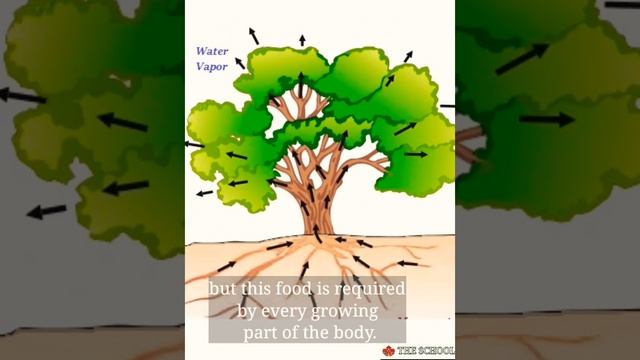 Transportation In Plants || The School ||#knowledge #theschool #science #biology