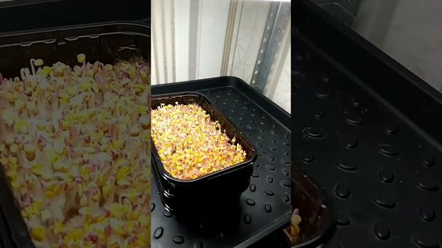 Как посадить микрозелень редиса?
