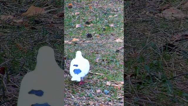 УХОДЯЩИЕ В ДАЛЬ  \  GOING INTO THE DISTANCE