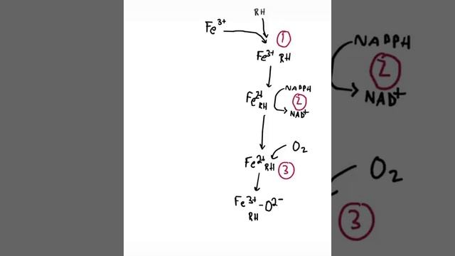 Biochemistry of cytochrome P 450 enzymes