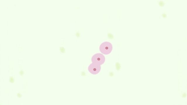 Organoids: what are they? And how do we use them in animal research?