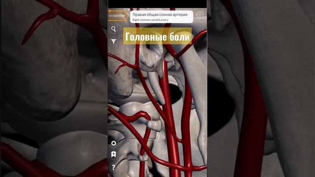 #Головныеболи #атласанатомия #анатомияшеи #анатомия #артерий #костоправ
