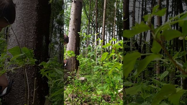 валка в тайге по старому методу