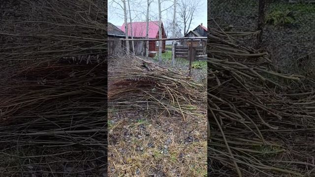 Продолжаю расчищать участок