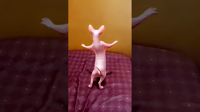 dancing cat🐱funny dance #shorts ytshorts #viralshorts