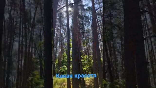 Лес. Природа. Красота