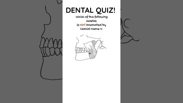 Dental Quiz 15 - What muscle is NOT innervated by CN V?