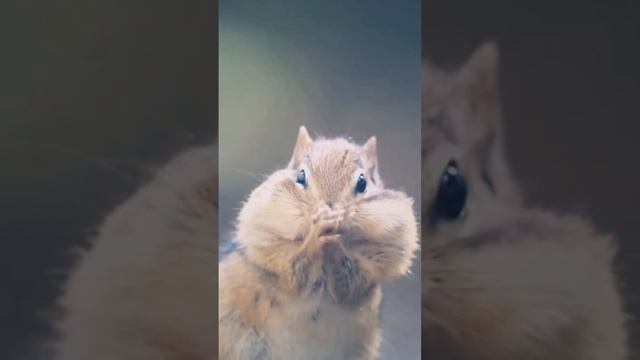 🐿 БУРУНДУК ДИКАЯ ПРИРОДА