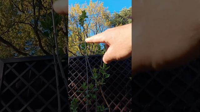 отличный результат по обрезке сирени.
