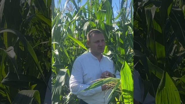 Выращивание кукурузы на корм и зерно. Опыт ФГУП "Курагинское" Красноярский край, Курагинский р-н.