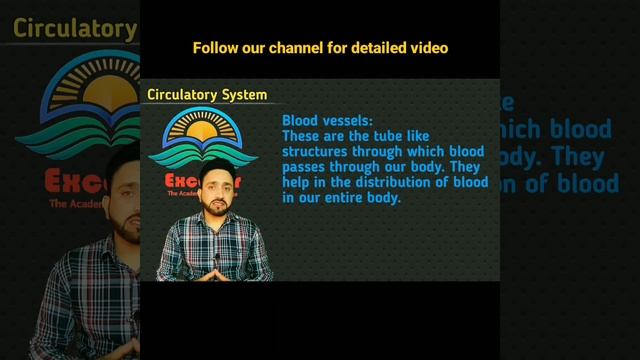 Circulatory System And It's Components