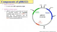 Features of pBR322 & pUC 19 plasmid vectors | Cloning vectors | Biotechnology
