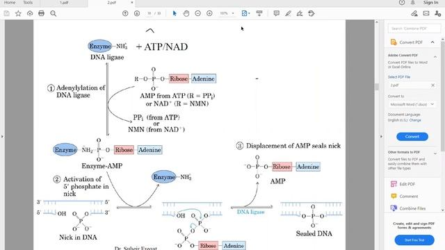Suhaib Abusara, MS | DNA replication and telomeres | (Arabic)