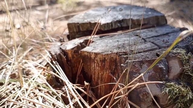 Семейный кемпинг в лесу.