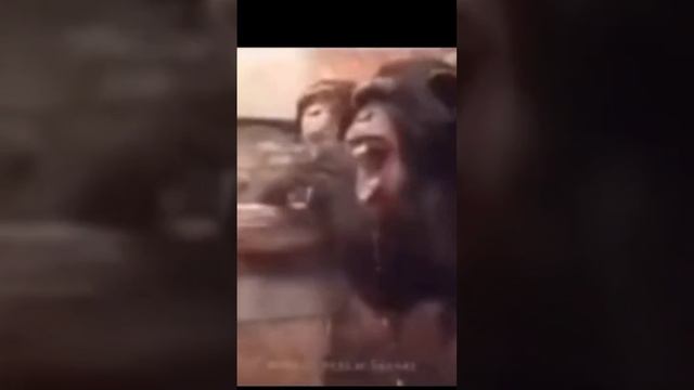 Monke